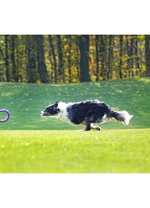 PULLER midi Ø20 cm (8") - dog fitness tool for medium and small breeds10 photo