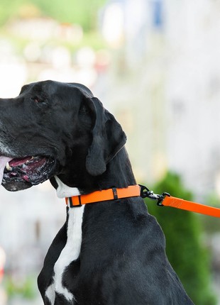 Collar COLLAR EVOLUTOR for dogs of medium, large and VERY large breeds3 photo