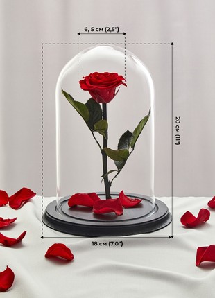 rose in glass dome3 photo