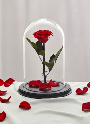 rose in glass dome1 photo