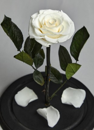 rose in glass dome white2 photo