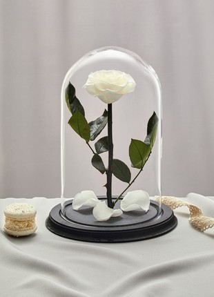 rose in glass dome white1 photo