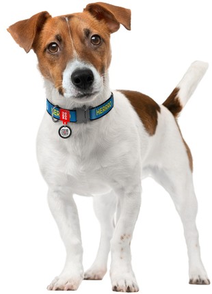 Dog nylon collar WAUDOG Nylon, design “Patron”,  metal fastex, S, 15 mm W, 25-35 cm L2 photo