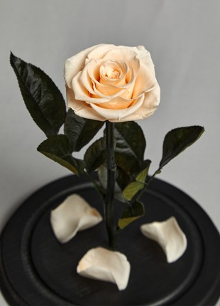 rose in glass dome vanilla3 photo
