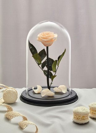 rose in glass dome vanilla2 photo