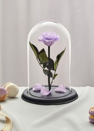 rose in glass dome soft purple, Flowers
