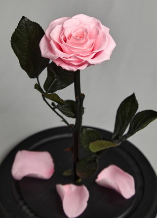 rose in glass dome light pink3 photo
