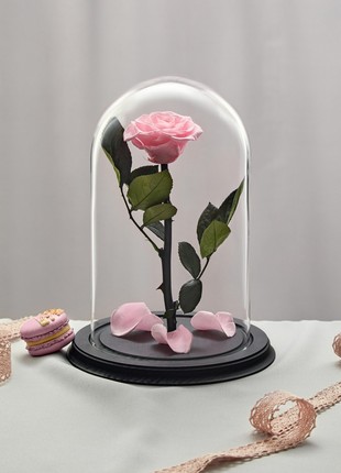 rose in glass dome light pink2 photo