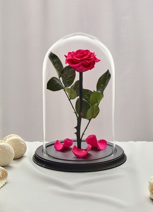 rose in glass dome fuchsia1 photo