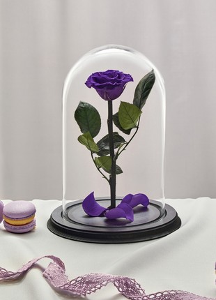 rose in glass dome bright purple3 photo