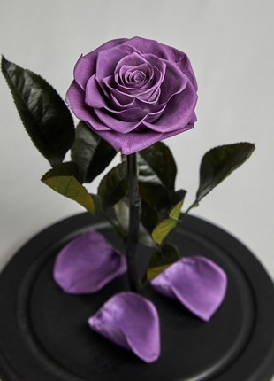 rose in glass dome bright purple4 photo