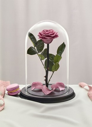 rose in glass dome lilac
