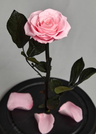rose in glass dome light pink2 photo