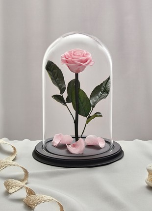 rose in glass dome light pink