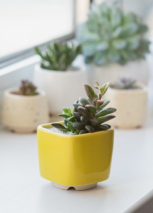 Bright yellow succulent planter - set of 3 pots // ceramic cactus pot // 2 inch pots // mother day plant gift // little plant pots8 photo