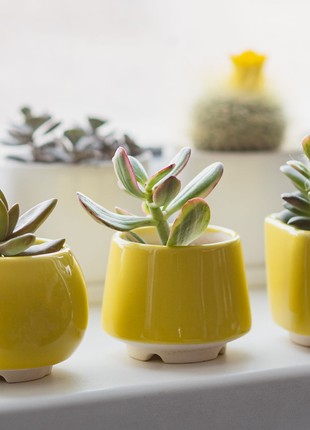 Bright yellow succulent planter - set of 3 pots // ceramic cactus pot // 2 inch pots // mother day plant gift // little plant pots6 photo