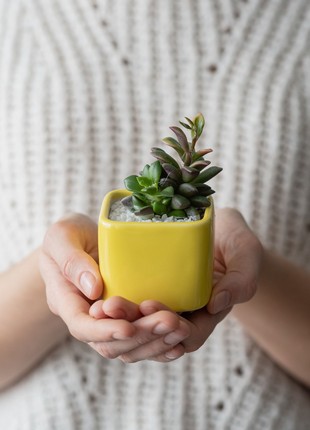 Bright yellow succulent planter - set of 3 pots // ceramic cactus pot // 2 inch pots // mother day plant gift // little plant pots3 photo