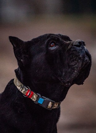 WAUDOG Nylon dog collar, "Military" design, plastic fastex, size M, 20 mm W, 28-40 cm L7 photo