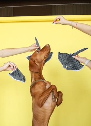 Toy for dogs and cats Harey and Cho  Harley and Cho one size (30*30cm) 31032484 photo