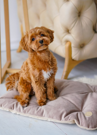Velour pillow for small pets Harley and Cho Tomas Cacao M (65x45 cm) 34000095 photo