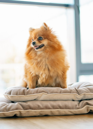 Velour pillow for small pets Harley and Cho Tomas Cacao M (65x45 cm) 34000094 photo
