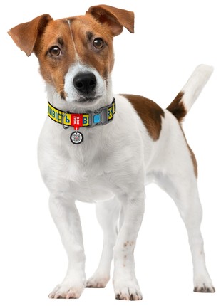 WAUDOG Nylon dog collar with QR-passport, "Bravery" design, plastic fastex, XL,W 25 mm, L 37-58 cm2 photo