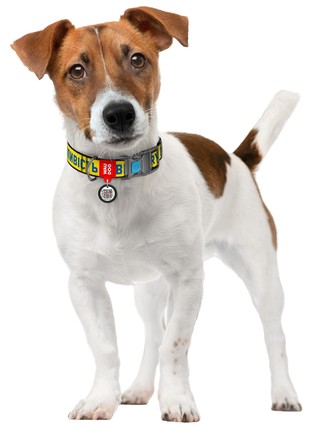 WAUDOG Nylon dog collar with QR-passport, "Bravery" design, plastic fastex, S, W 15 mm, L 25-35 cm2 photo