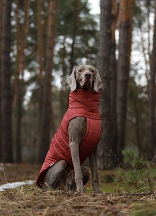 Dog Down jacket Bobby Terracotta B4117/6XL1 photo
