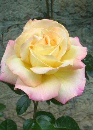 Interior bouquet of soap, roses gloria dei2 photo