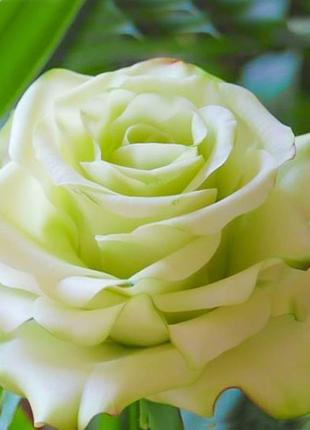 Interior bouquet of soap, roses super green2 photo