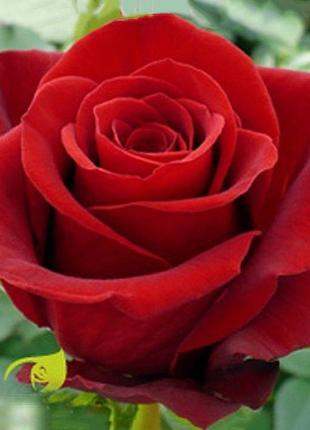 Interior bouquet of soap, red roses red berlin2 photo