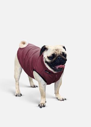 Dog jacket scotty bordo s4121/xs