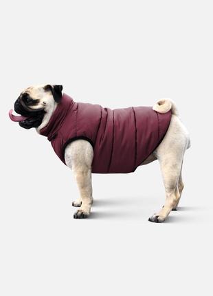 Dog jacket scotty bordo s4121/m