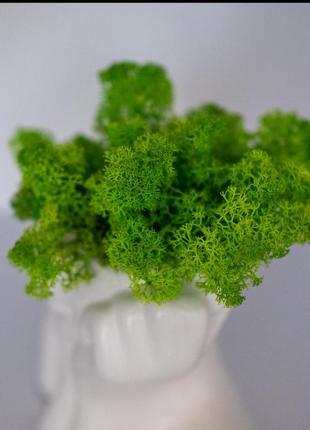 Elegant flower pot lady with light green moss, which brings good luck4 photo