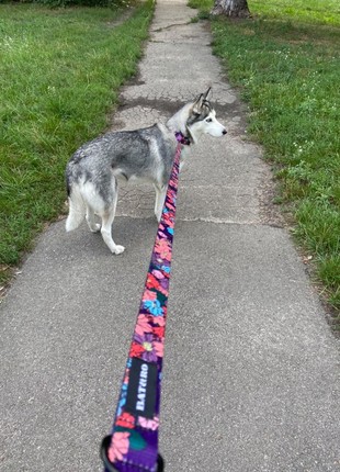 Dog collar and leash set Violet L+6ft (180cm)5 photo