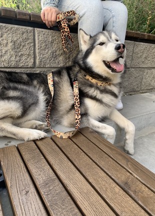 Dog collar and leash set Tattoo L+6ft (180cm)5 photo